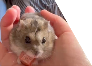 ハムスターの画像